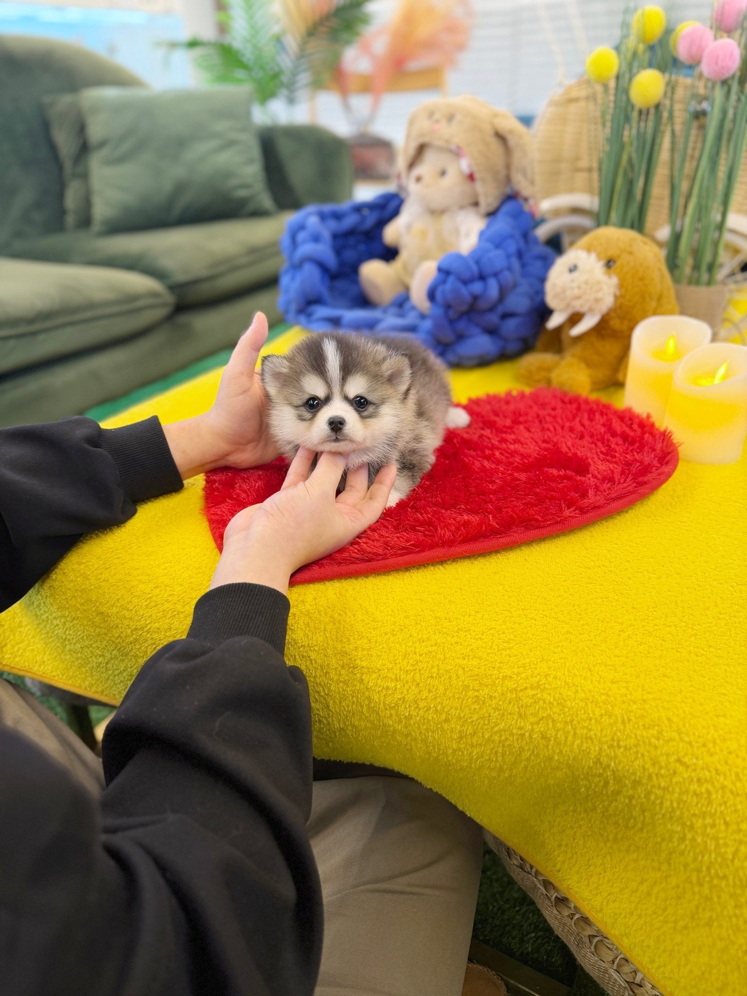 Pomsky - Amu(Male) - Beautiful puppy teacup puppy with adorable features available for adoption from Velydog