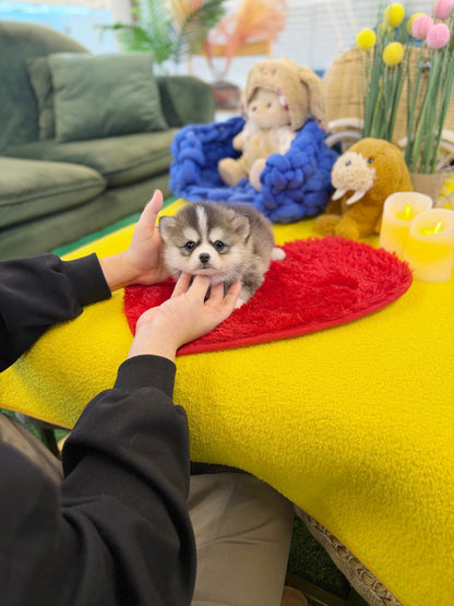 Pomsky - Amu(Male) - Beautiful puppy teacup puppy with adorable features available for adoption from Velydog