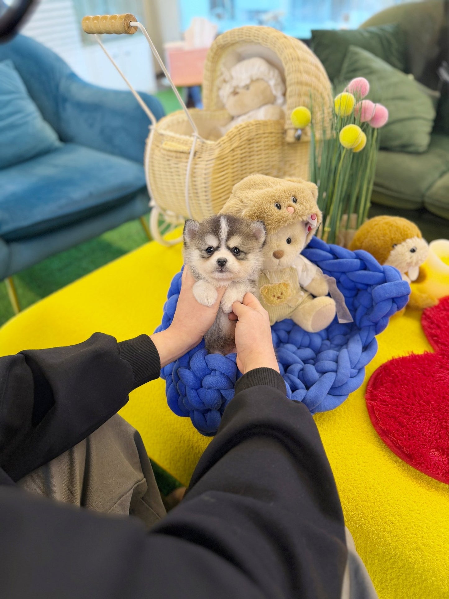 Pomsky - Amu(Male) - Beautiful puppy teacup puppy with adorable features available for adoption from Velydog