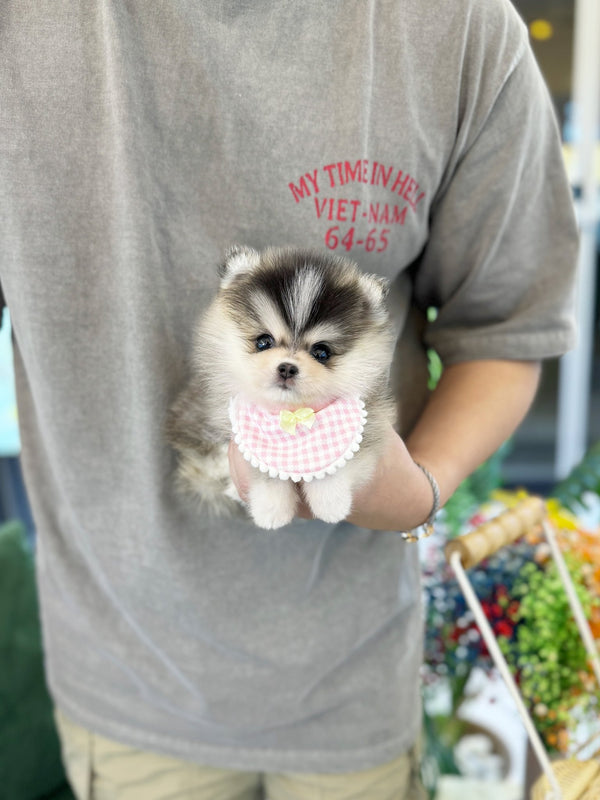 Pomsky - Boa(Female) - Beautiful puppy teacup puppy with adorable features available for adoption from Velydog