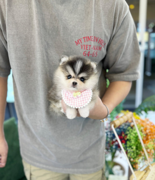 Pomsky - Boa(Female) - Beautiful puppy teacup puppy with adorable features available for adoption from Velydog