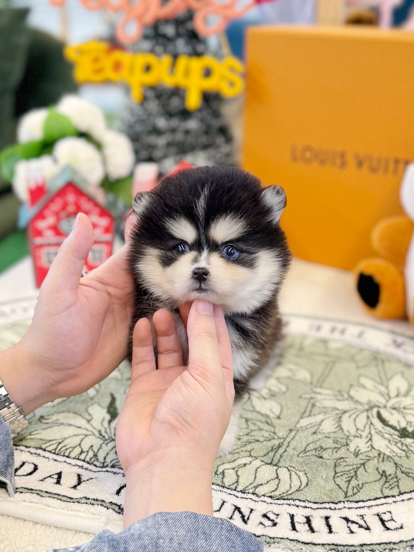 Pomsky - Cedy(Female) - Beautiful puppy teacup puppy with adorable features available for adoption from Velydog