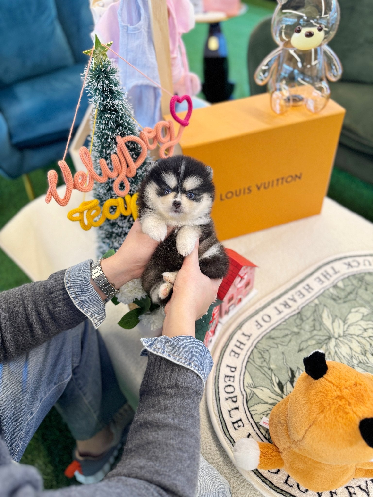 Pomsky - Cedy(Female) - Beautiful puppy teacup puppy with adorable features available for adoption from Velydog