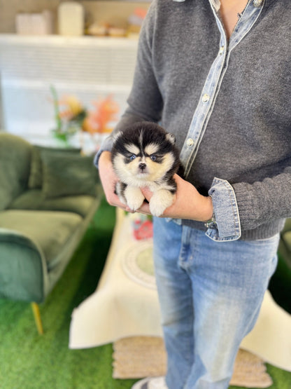 Pomsky - Cedy(Female) - Beautiful puppy teacup puppy with adorable features available for adoption from Velydog