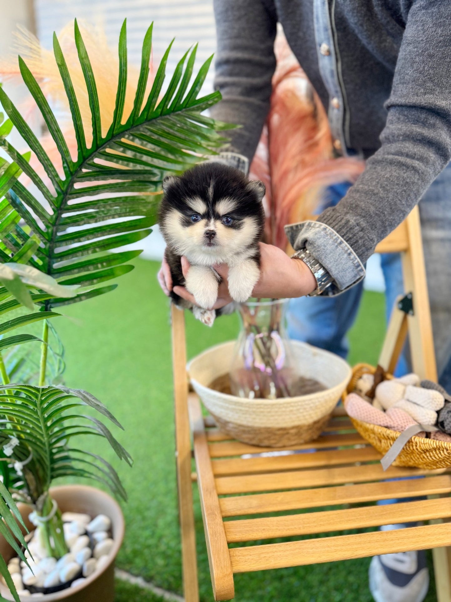 Pomsky - Cedy(Female) - Beautiful puppy teacup puppy with adorable features available for adoption from Velydog