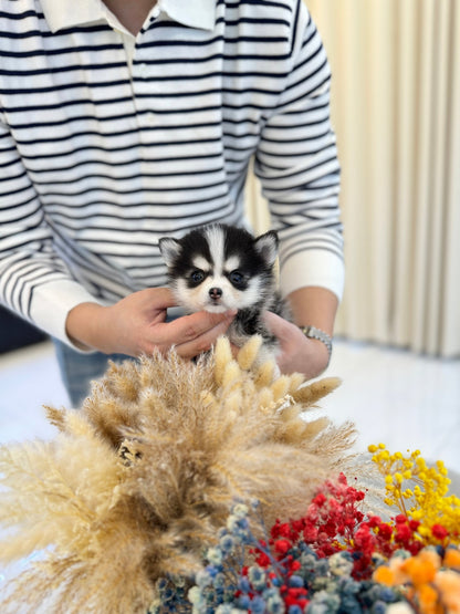 Pomsky - Celly(Female) - Beautiful puppy teacup puppy with adorable features available for adoption from Velydog