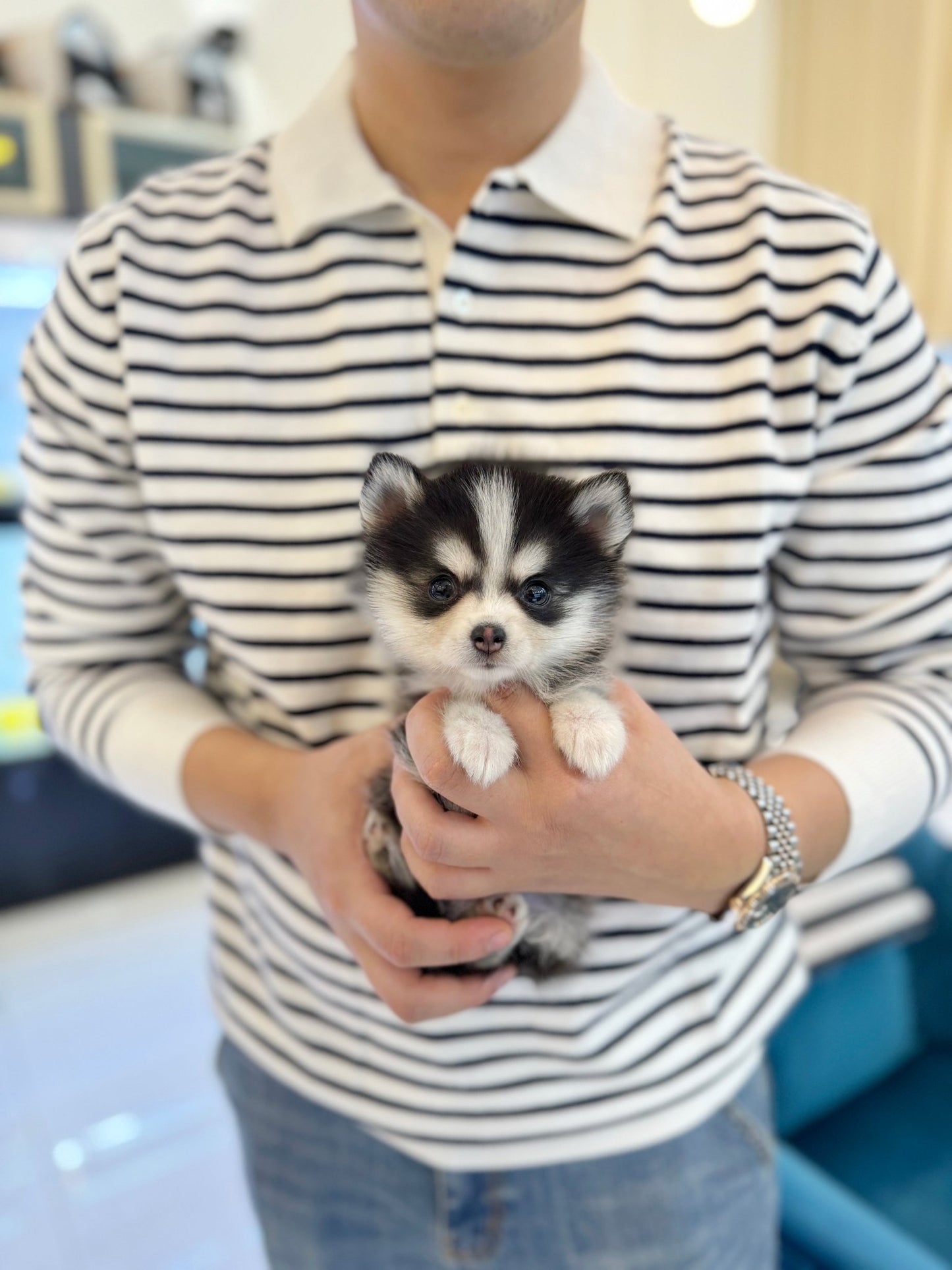 Pomsky - Celly(Female) - Beautiful puppy teacup puppy with adorable features available for adoption from Velydog