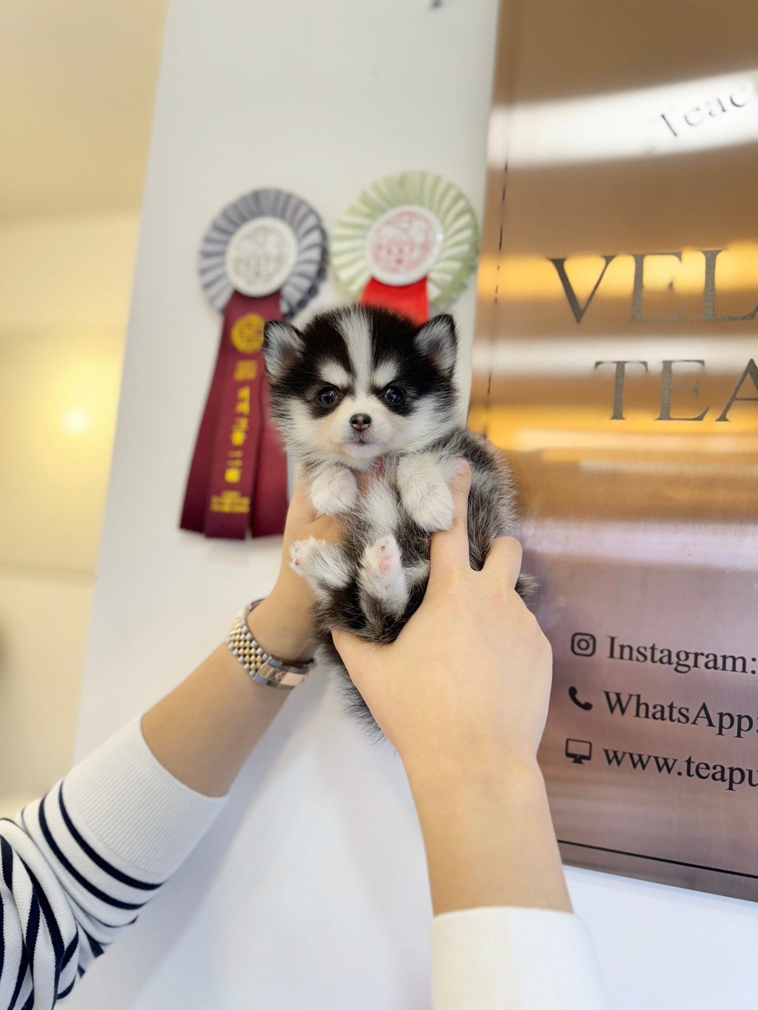 Pomsky - Celly(Female) - Beautiful puppy teacup puppy with adorable features available for adoption from Velydog