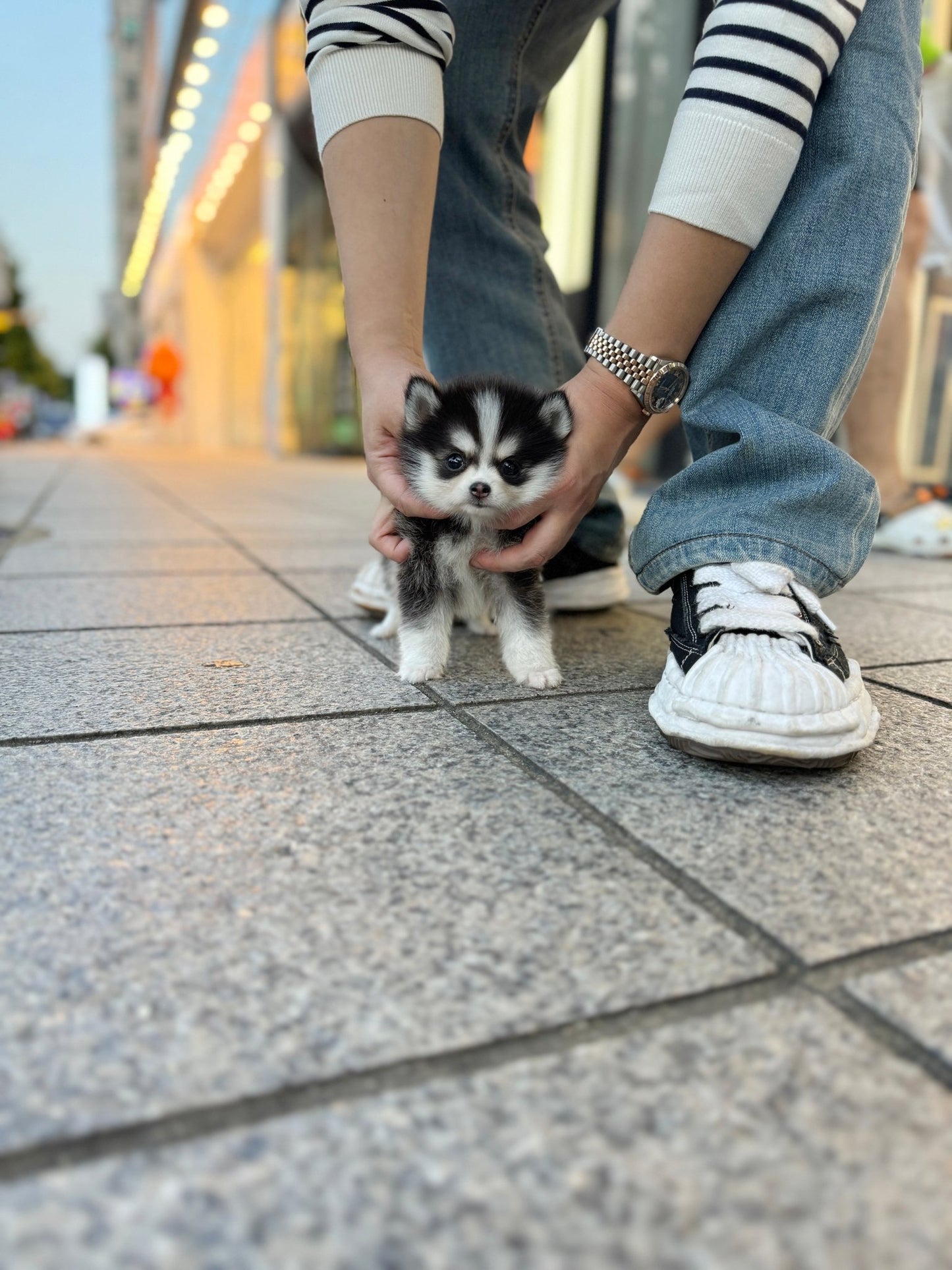 Pomsky - Celly(Female) - Beautiful puppy teacup puppy with adorable features available for adoption from Velydog