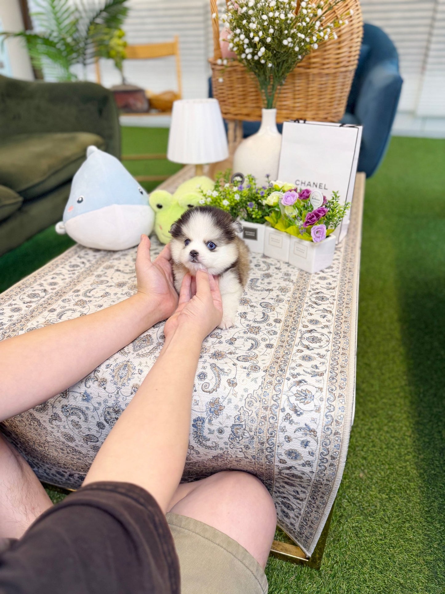 Pomsky - Chip(Male) - Beautiful puppy teacup puppy with adorable features available for adoption from Velydog