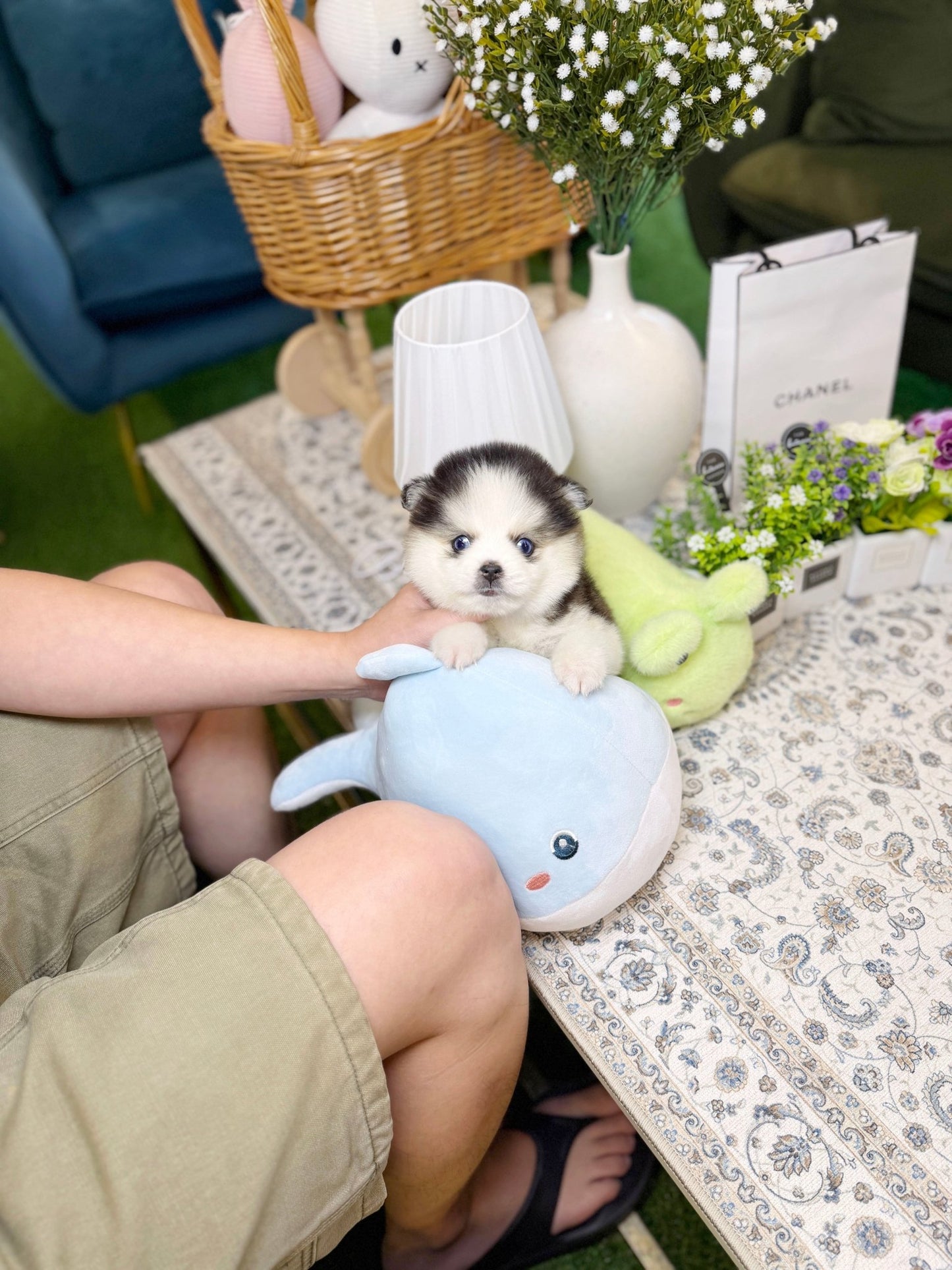 Pomsky - Chip(Male) - Beautiful puppy teacup puppy with adorable features available for adoption from Velydog