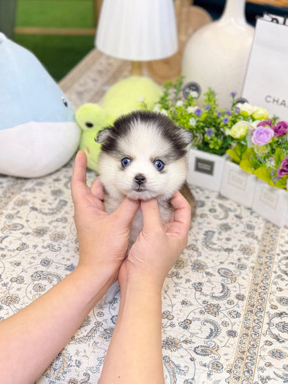 Pomsky - Chip(Male) - Beautiful puppy teacup puppy with adorable features available for adoption from Velydog
