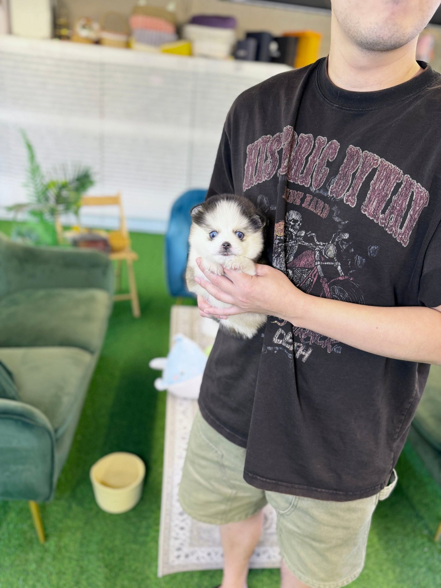 Pomsky - Chip(Male) - Beautiful puppy teacup puppy with adorable features available for adoption from Velydog