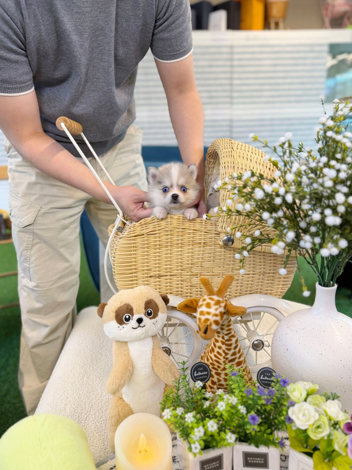 Pomsky - Coach(Female) - Beautiful puppy teacup puppy with adorable features available for adoption from Velydog