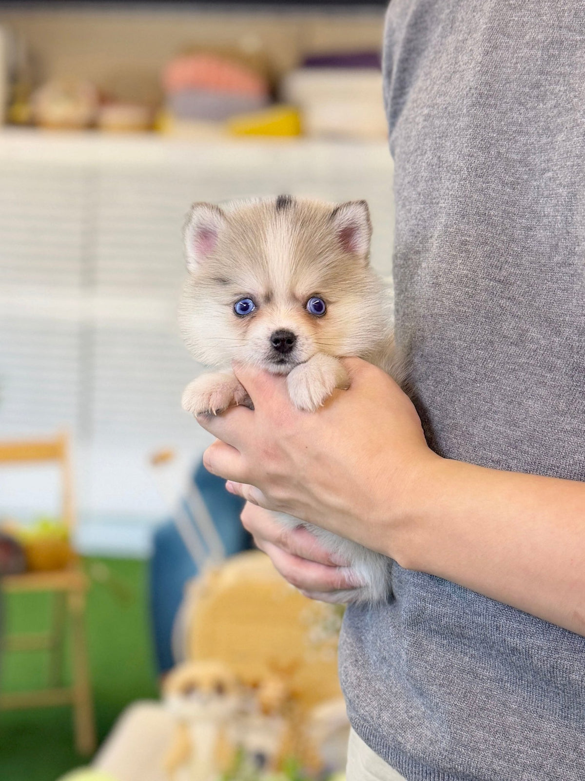 Pomsky - Coach(Female) - Beautiful puppy teacup puppy with adorable features available for adoption from Velydog