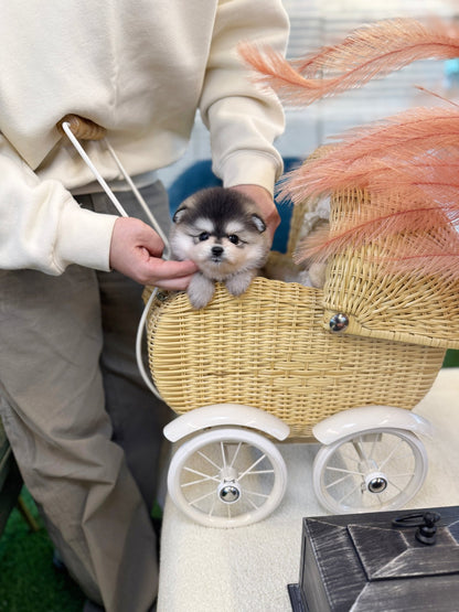 Pomsky - Cookie(Female) - Beautiful puppy teacup puppy with adorable features available for adoption from Velydog