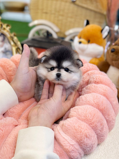 Pomsky - Cookie(Female) - Beautiful puppy teacup puppy with adorable features available for adoption from Velydog