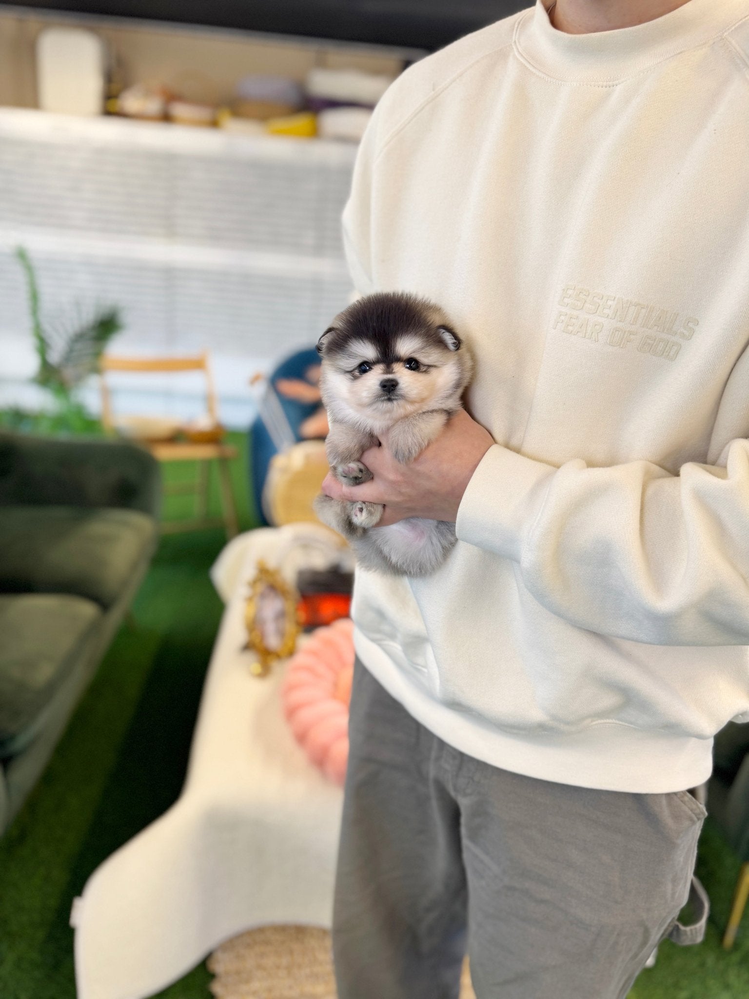 Pomsky - Cookie(Female) - Beautiful puppy teacup puppy with adorable features available for adoption from Velydog