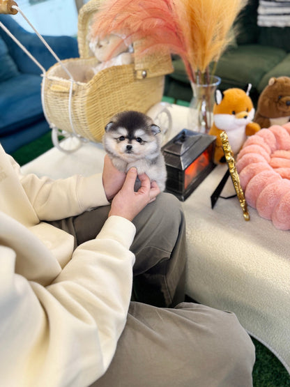 Pomsky - Cookie(Female) - Beautiful puppy teacup puppy with adorable features available for adoption from Velydog