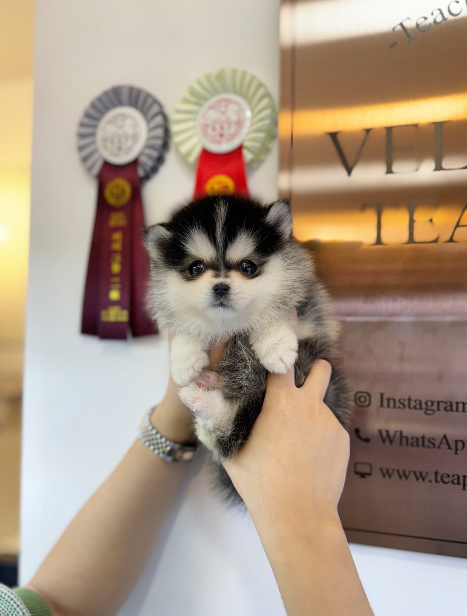 Pomsky - Dennis(Male) - Beautiful puppy teacup puppy with adorable features available for adoption from Velydog