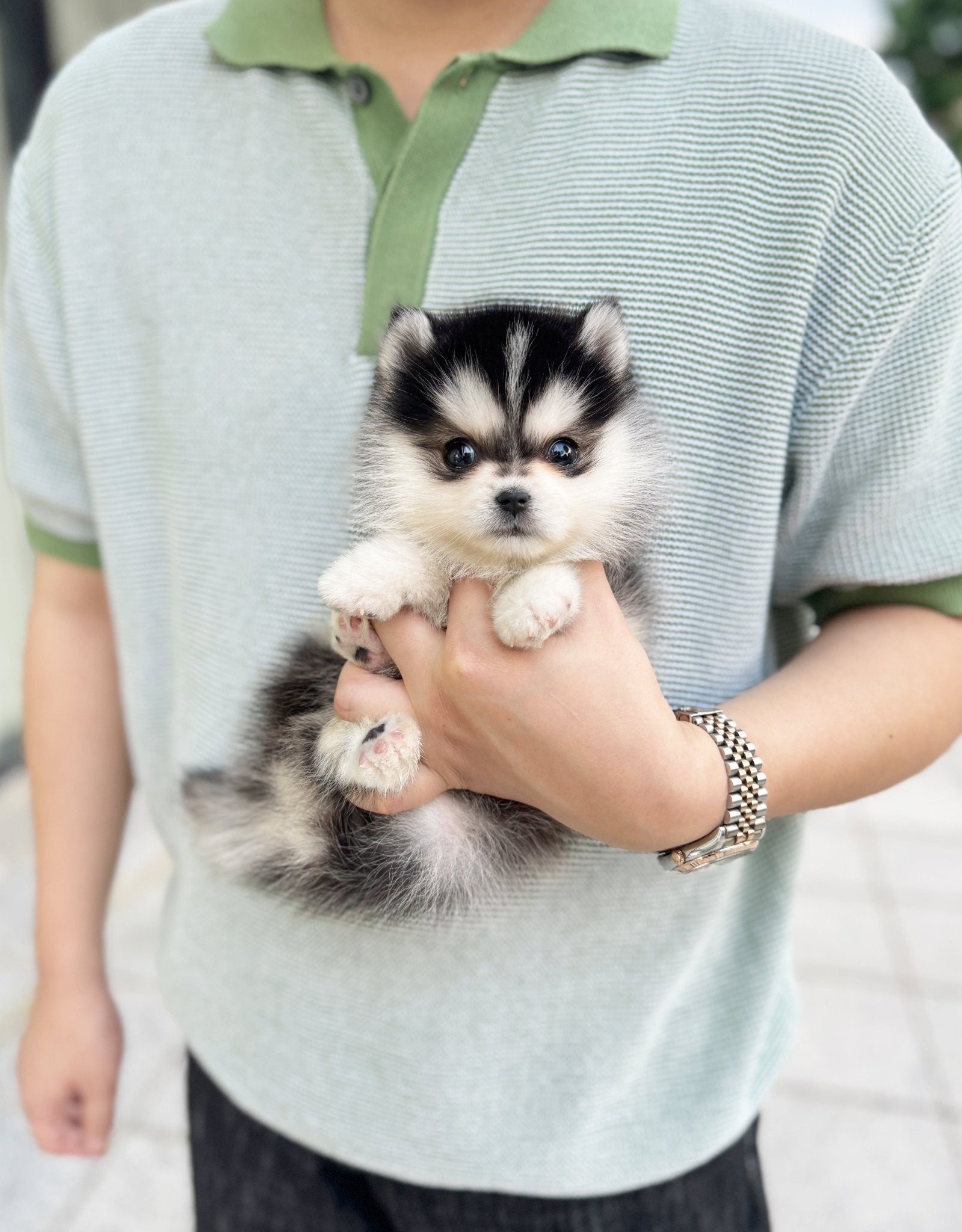 Pomsky - Dennis(Male) - Beautiful puppy teacup puppy with adorable features available for adoption from Velydog