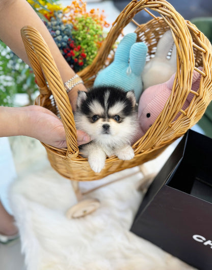 Pomsky - Dennis(Male) - Beautiful puppy teacup puppy with adorable features available for adoption from Velydog