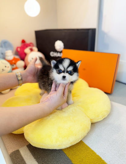 Pomsky - Dodo(Male) - Beautiful puppy teacup puppy with adorable features available for adoption from Velydog