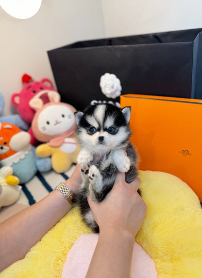 Pomsky - Dodo(Male) - Beautiful puppy teacup puppy with adorable features available for adoption from Velydog