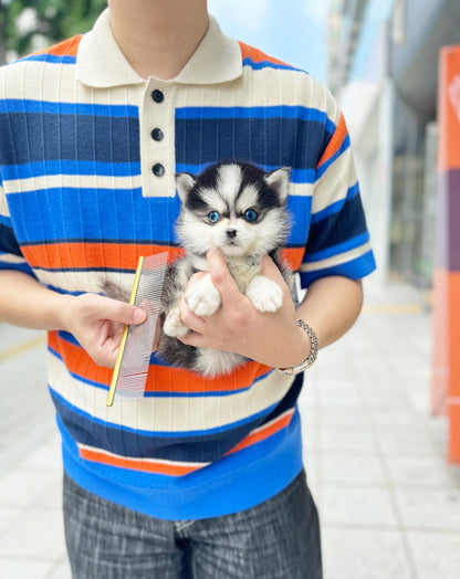 Pomsky - Dodo(Male) - Beautiful puppy teacup puppy with adorable features available for adoption from Velydog