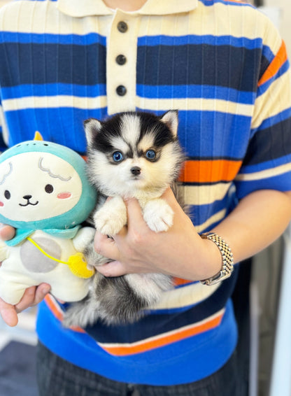 Pomsky - Dodo(Male) - Beautiful puppy teacup puppy with adorable features available for adoption from Velydog