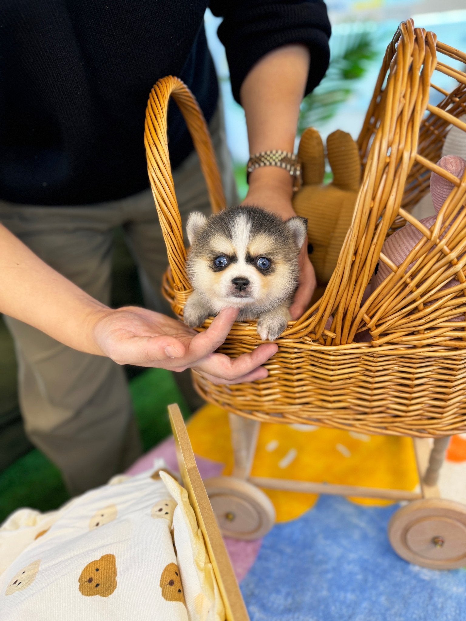 Pomsky - Donald(Male) - Beautiful puppy teacup puppy with adorable features available for adoption from Velydog