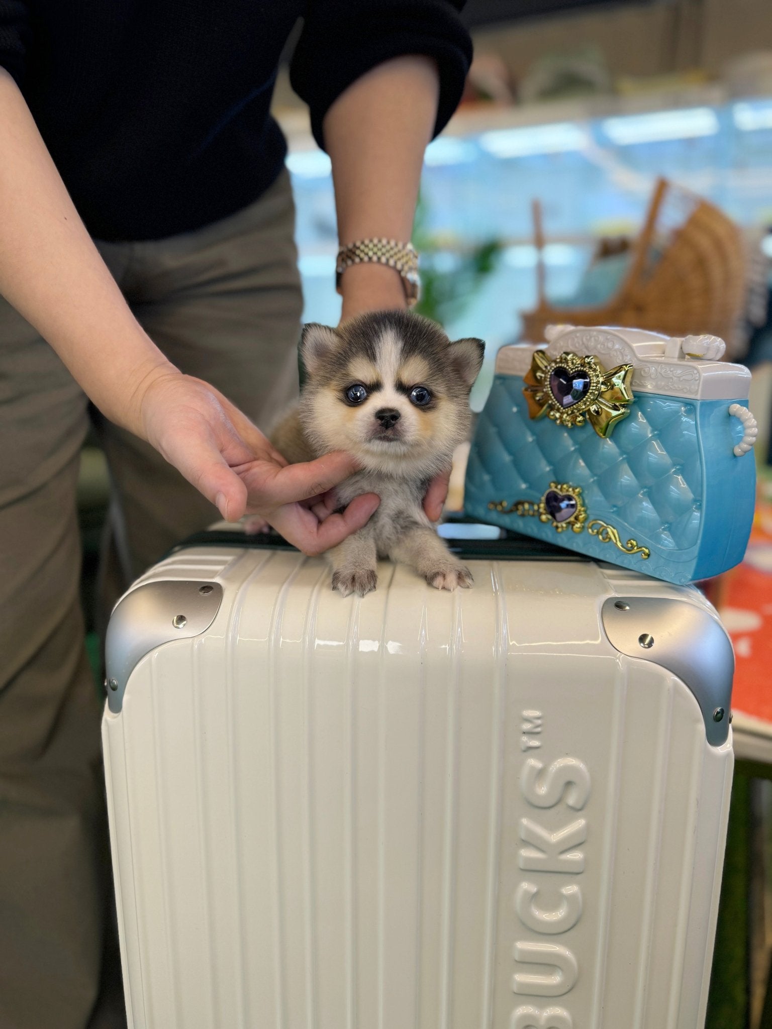 Pomsky - Donald(Male) - Beautiful puppy teacup puppy with adorable features available for adoption from Velydog