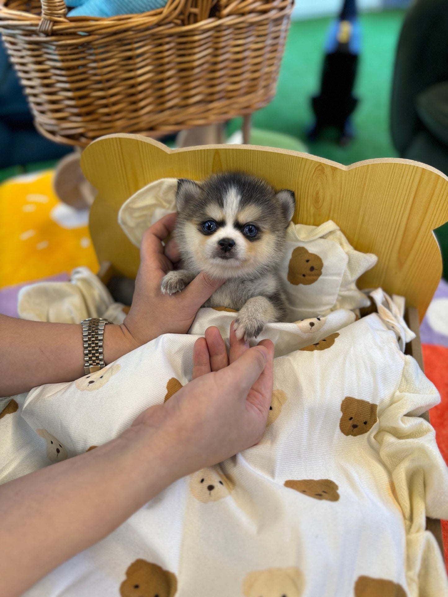 Pomsky - Donald(Male) - Beautiful puppy teacup puppy with adorable features available for adoption from Velydog