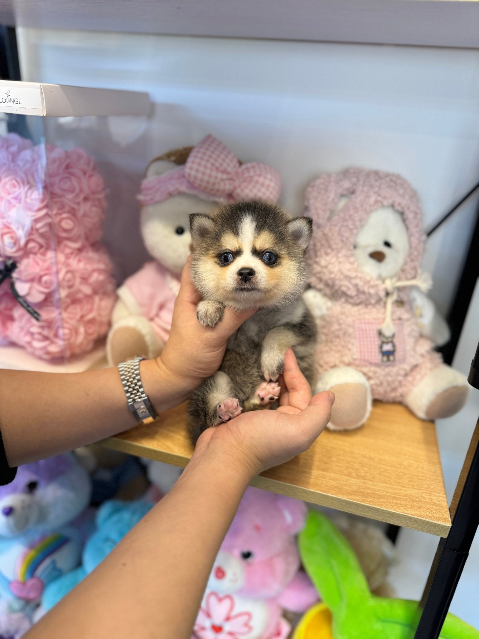 Pomsky - Donald(Male) - Beautiful puppy teacup puppy with adorable features available for adoption from Velydog