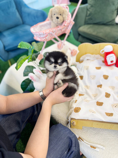 Pomsky - Dopa(Male) - Beautiful puppy teacup puppy with adorable features available for adoption from Velydog