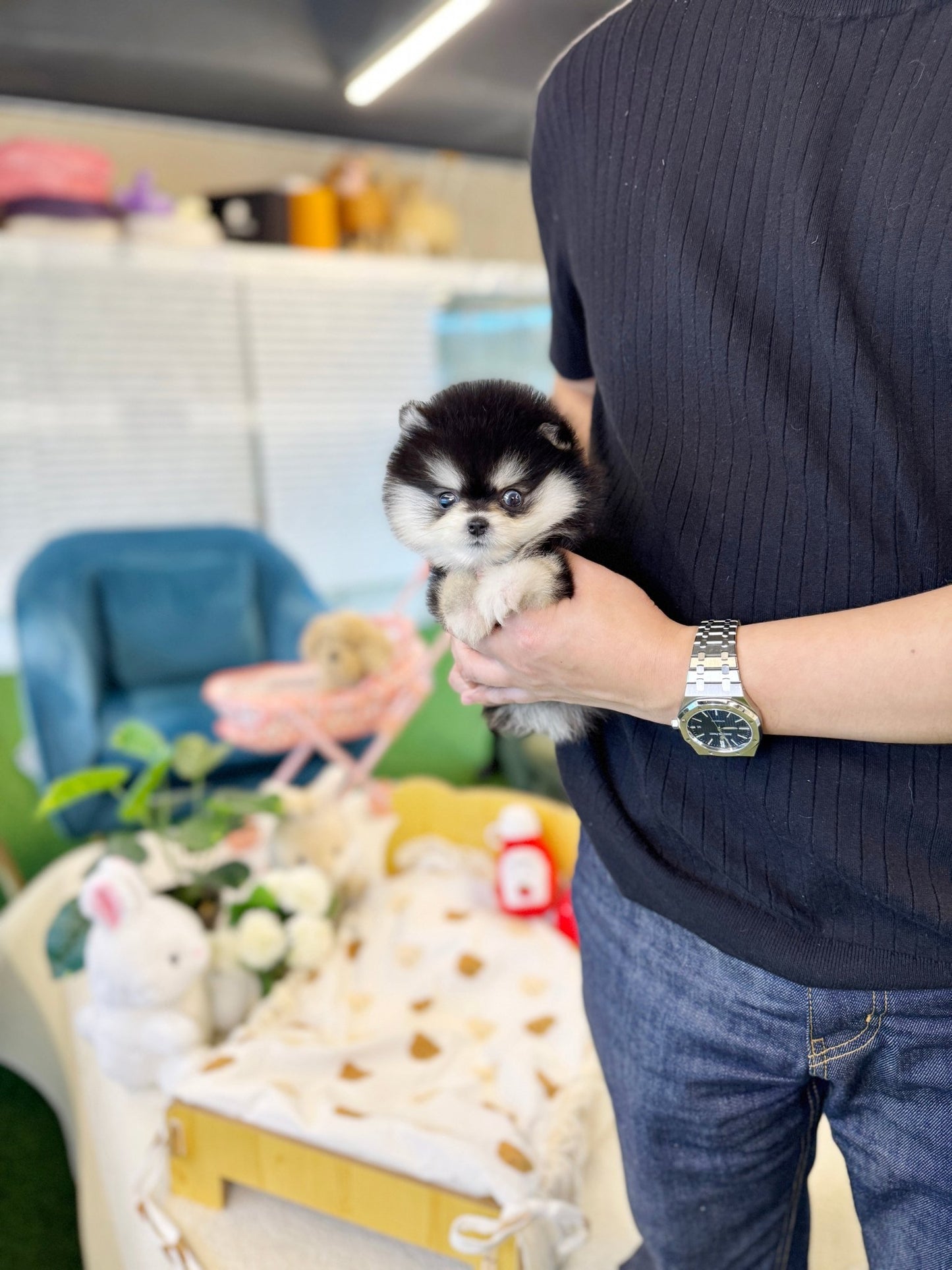 Pomsky - Dopa(Male) - Beautiful puppy teacup puppy with adorable features available for adoption from Velydog