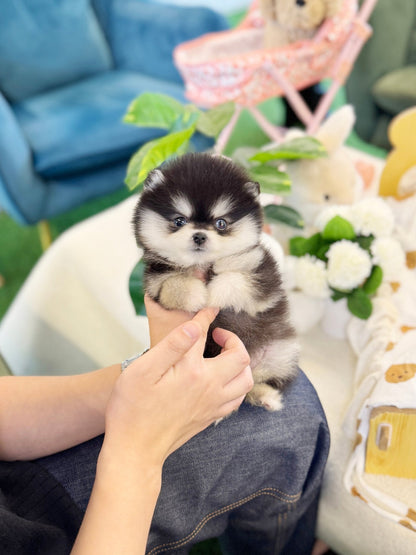 Pomsky - Dopa(Male) - Beautiful puppy teacup puppy with adorable features available for adoption from Velydog