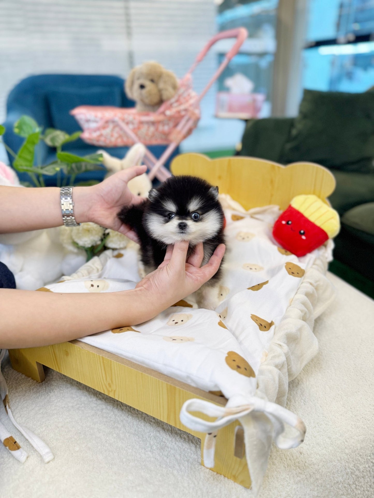 Pomsky - Dopa(Male) - Beautiful puppy teacup puppy with adorable features available for adoption from Velydog