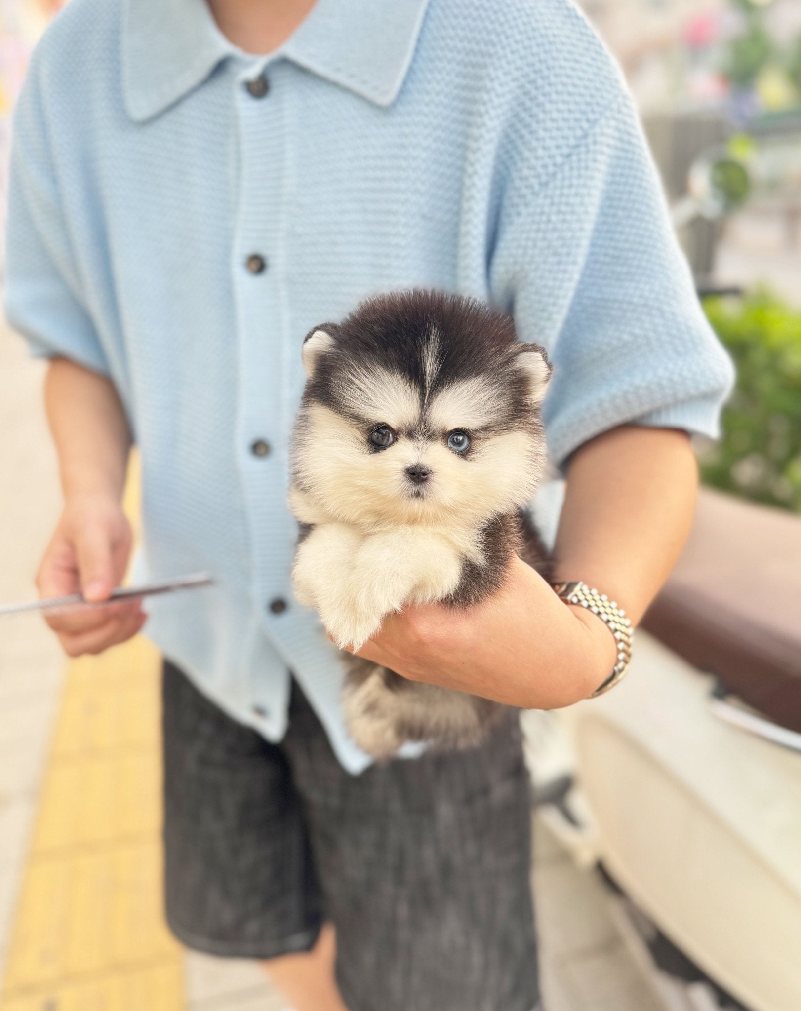 Pomsky - Henry(Male) - Beautiful puppy teacup puppy with adorable features available for adoption from Velydog