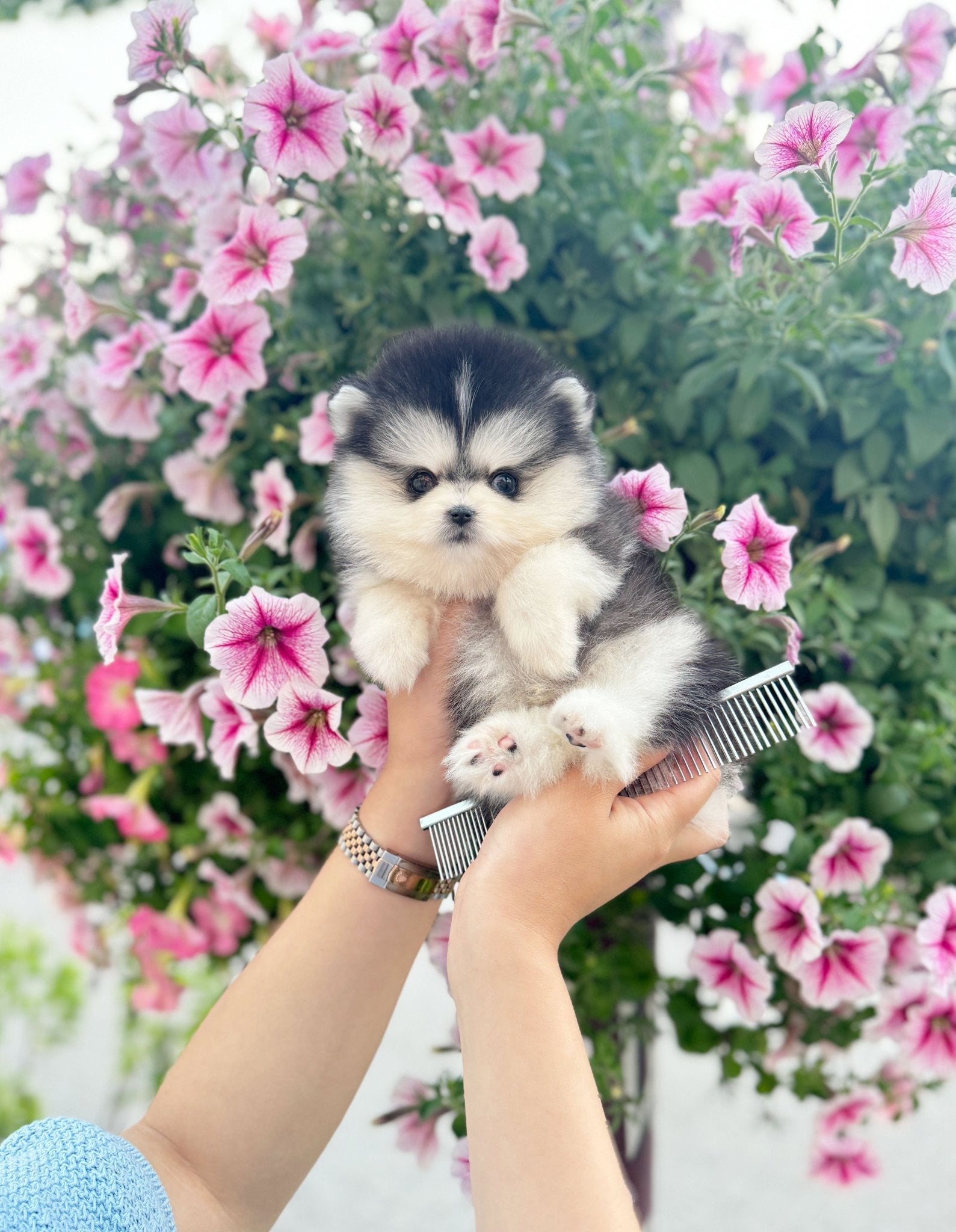 Pomsky - Henry(Male) - Beautiful puppy teacup puppy with adorable features available for adoption from Velydog