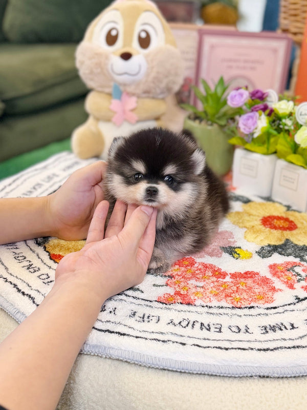 Pomsky - Henry(Male) - Beautiful puppy teacup puppy with adorable features available for adoption from Velydog