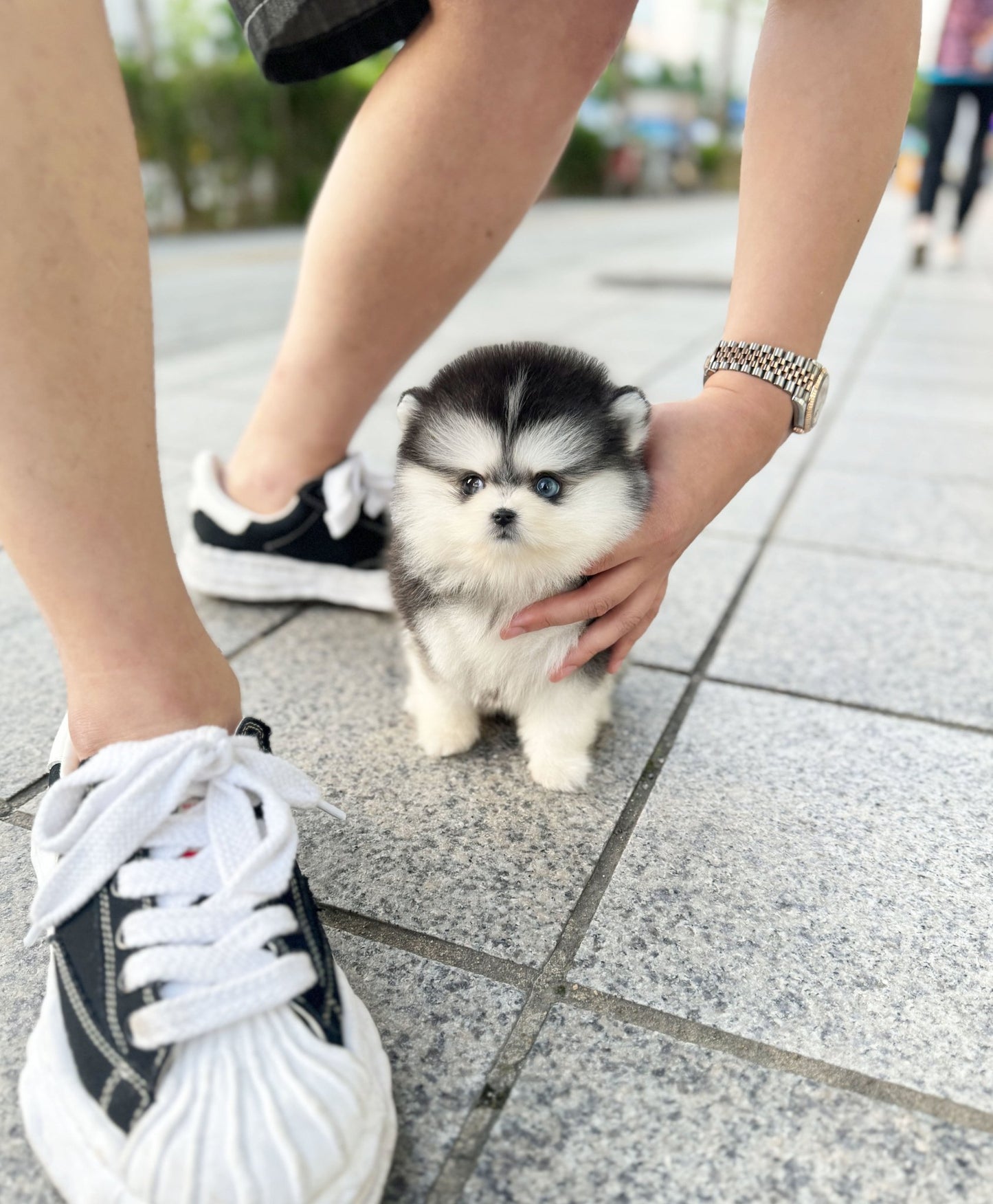 Pomsky - Henry(Male) - Beautiful puppy teacup puppy with adorable features available for adoption from Velydog