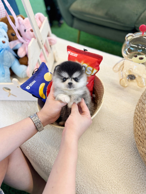 Pomsky - Juno(Male) - Beautiful puppy teacup puppy with adorable features available for adoption from Velydog