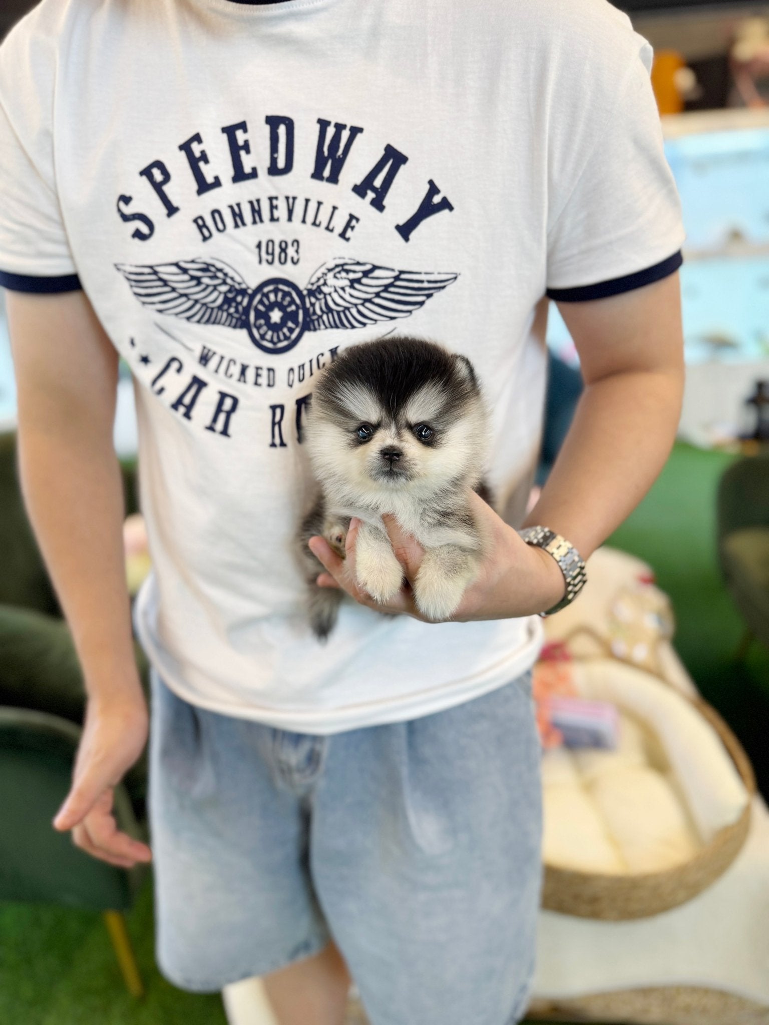 Pomsky - Juno(Male) - Beautiful puppy teacup puppy with adorable features available for adoption from Velydog