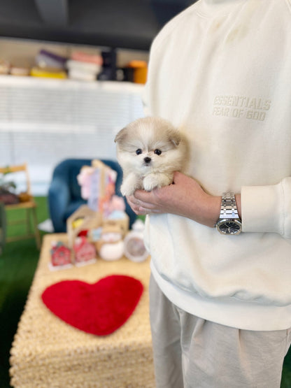 Pomsky - Lani(Female) - Beautiful puppy teacup puppy with adorable features available for adoption from Velydog