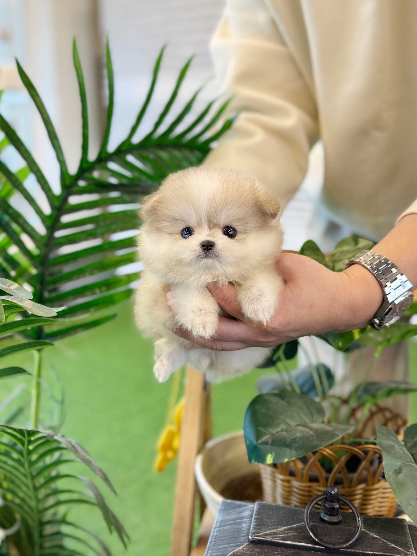 Pomsky - Lani(Female) - Beautiful puppy teacup puppy with adorable features available for adoption from Velydog