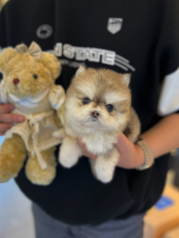 Pomsky - Latte - Beautiful puppy teacup puppy with adorable features available for adoption from Velydog