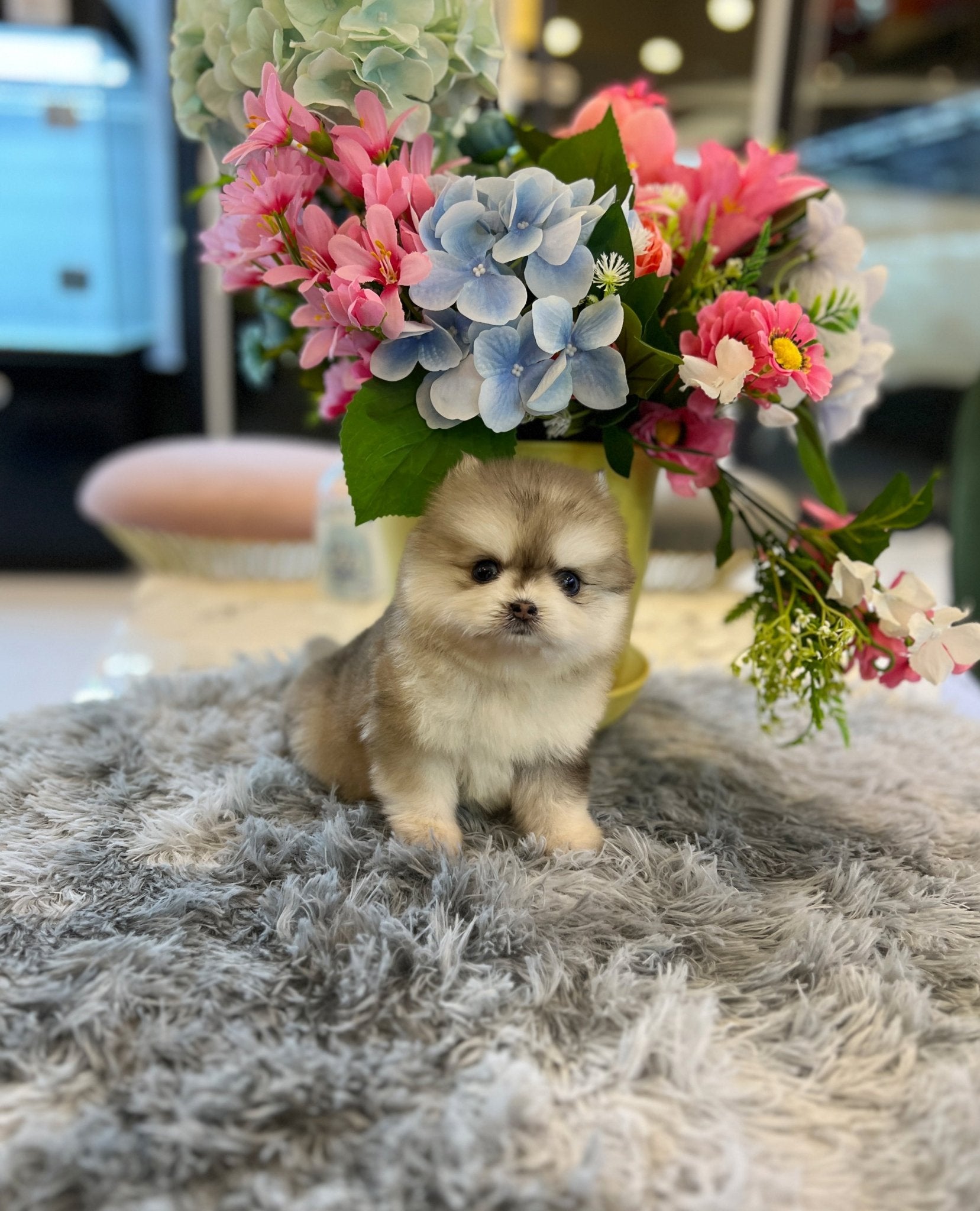 Pomsky - Latte - Beautiful puppy teacup puppy with adorable features available for adoption from Velydog