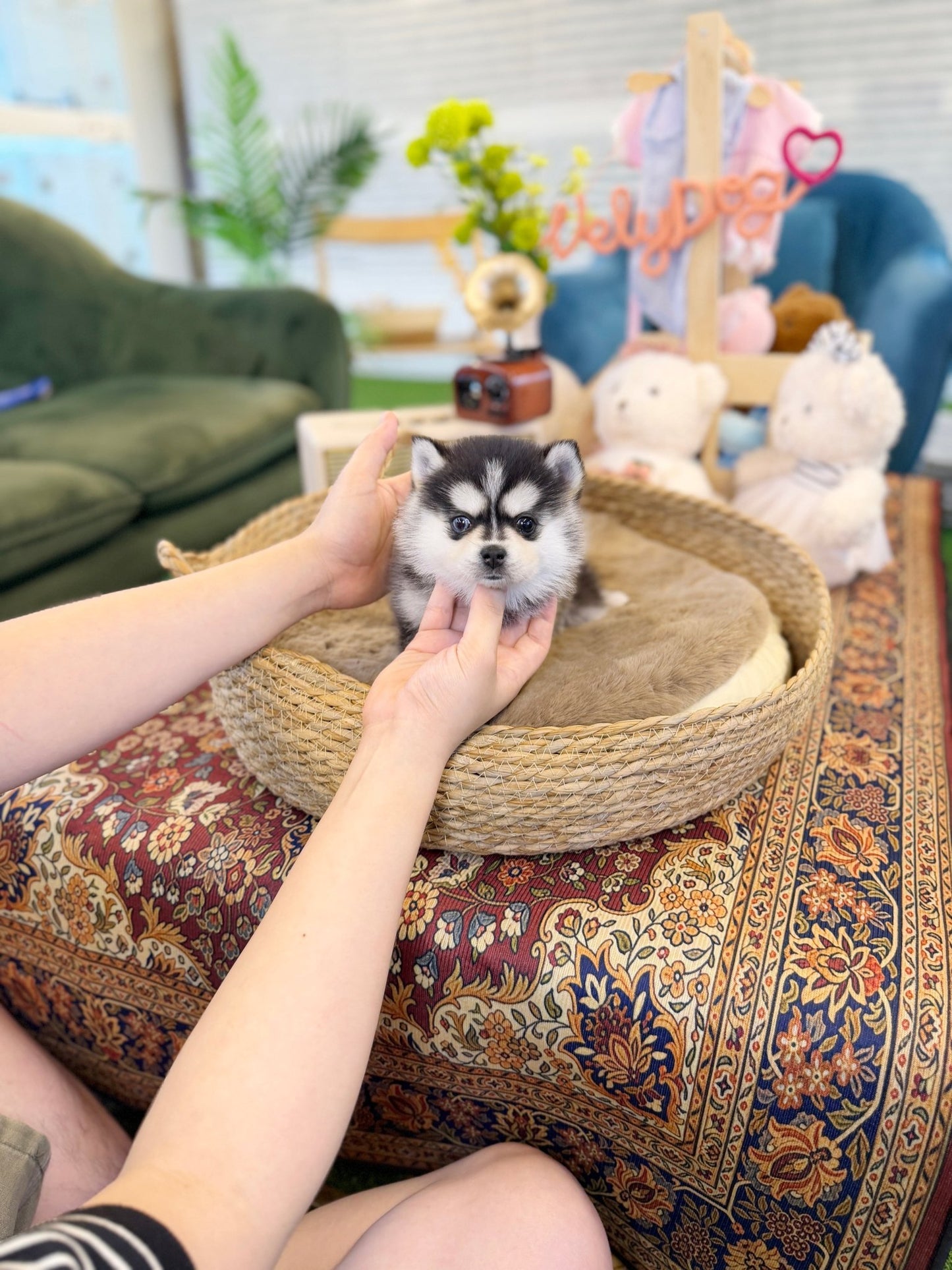 Pomsky - Looda(Female) - Beautiful puppy teacup puppy with adorable features available for adoption from Velydog
