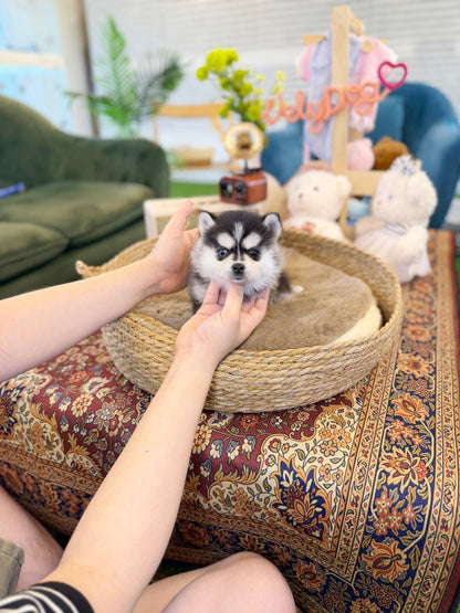 Pomsky - Looda(Female) - Beautiful puppy teacup puppy with adorable features available for adoption from Velydog